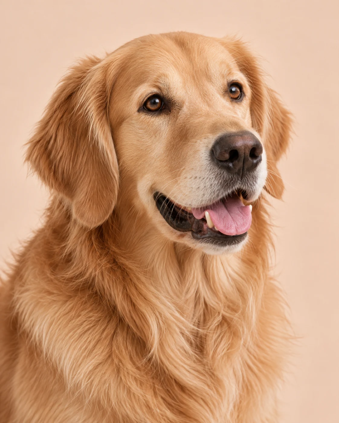 Золотистий ретривер